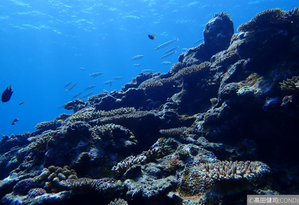 青い海と造礁サンゴがいっぱい